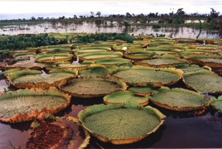 estero de ibera