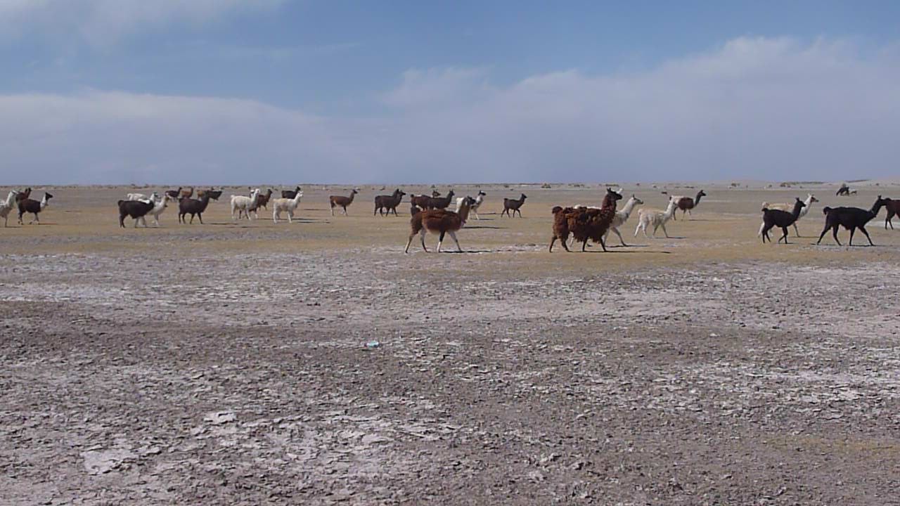 llamas crossing the Altiplano
